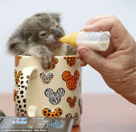 Cute Baby Koala Was Found Abandoned On A Roadside 5 Pics