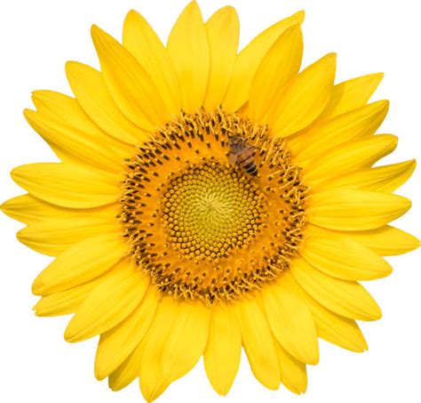 A Single Yellow Sunflower With No Stem On A White Background Stock