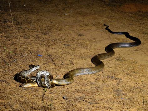 Clash Of The Titans When The King Cobra Meets A Rock Python
