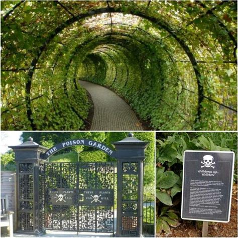 Tunnel Poison Garden Places To Go Alnwick