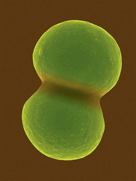 Staphylococcus Aureus Photograph By Dennis Kunkel Microscopyscience