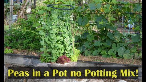 Growing Peas In A Pot Container Gardening Small Spaces Youtube