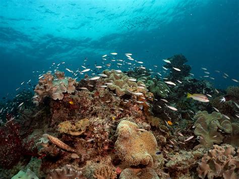 Upolu Reef Scuba Ocean Freedom A Guide To Finding Nemo