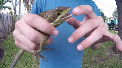 Bite Test Of Florida Lizards Youtube