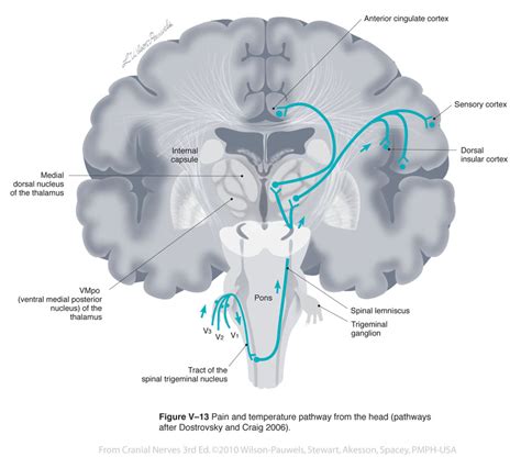 Cranial Nerves 3rd Edition Trigeminal V