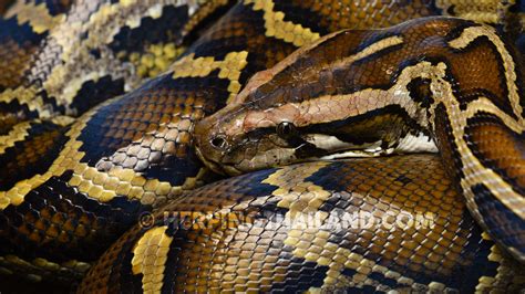 Python Bivittatus Burmese Python