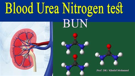 Blood Urea Nitrogen Test Bun تحليل اليوريا وعلاقتة بأمراض الكلي Youtube