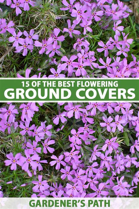 51 Flowering Ground Cover Plants With Beautiful Blooms 49 Off