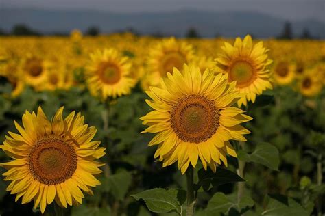 An Ocean Of Sunflowers Photograph By Lynn Hopwood Fine Art America