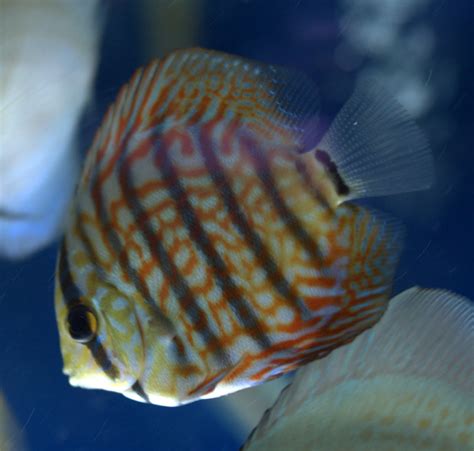 Freshwater Fish For Sale Blue Snakeskin Discus