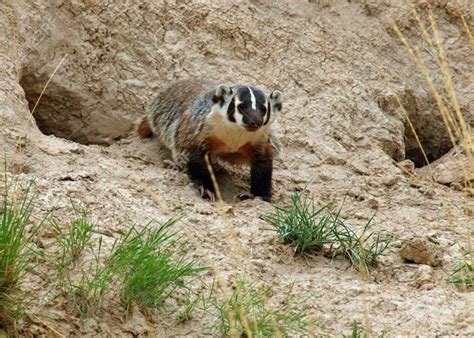 About Rescue The American Badger