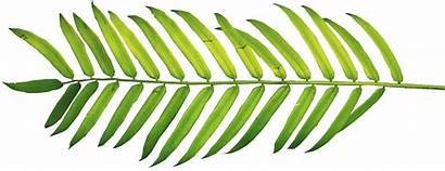 Palm Tree Clipart Leaf Tropical Clip Template