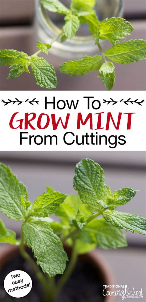 How To Easily Grow Mint From Cuttings