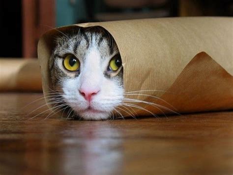 Kitty Burrito In A To Go Wrapper Funny Cat Compilation Funny Cat