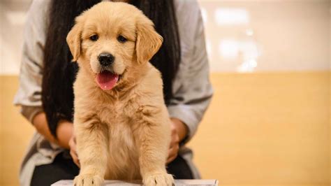 How To Toilet Train Golden Retriever Puppy Heads Up For Tails