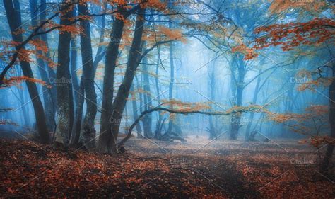 Mystical Autumn Forest In Blue Fog Autumn Forest Colorful Landscape