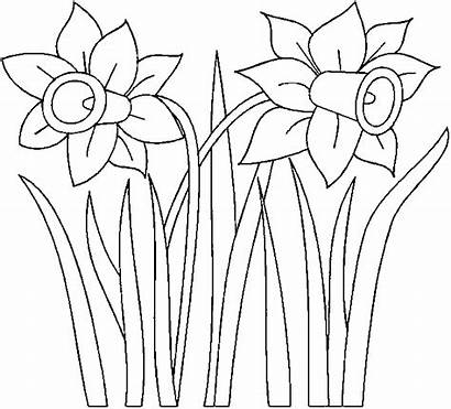 Daffodil Daffodils Clipart Coloring Narcissus Drawing Marigolds