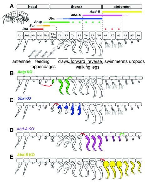 Parhyale Hox Gene Expression Patterns In Appendages And Their Knockout