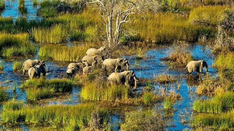 Moremi And Okavango Delta Safari Explore Plus
