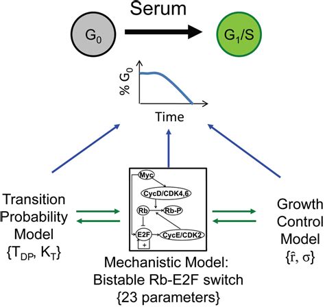 Temporal variability in cell cycle reentry. A population ...