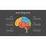 Cybernetic Brain Lobes Infographic  Free Presentation Template For
