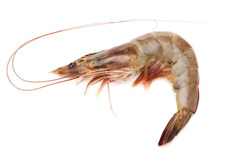 They also differ in taste, size, and the nutrient content. The Difference Between Prawn and Shrimp: Explained!