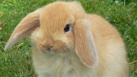 Tiernas Curiosidades ¡conoce Estos Datos Curiosos Sobre Los Conejos
