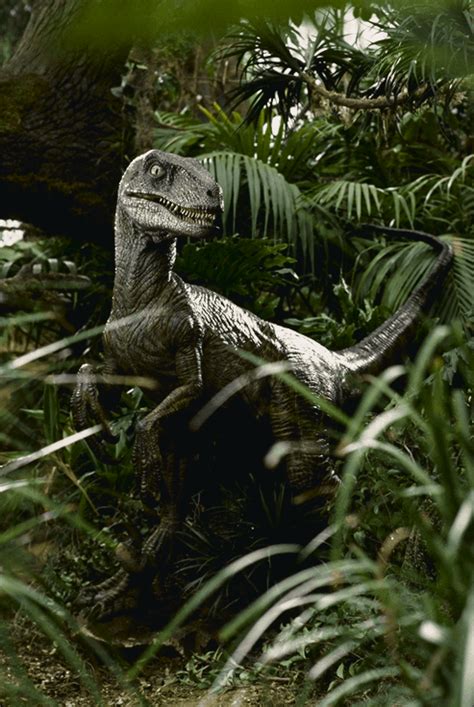 100 Jurassic Park Velociraptors Of Different Variants Jp Tlw Jp3