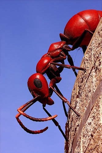 Big Red Ant Red Ant Ants Red