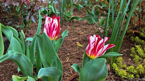 Miss My Garden Tulipa Silver Standard From Hortus Bulbor Flickr