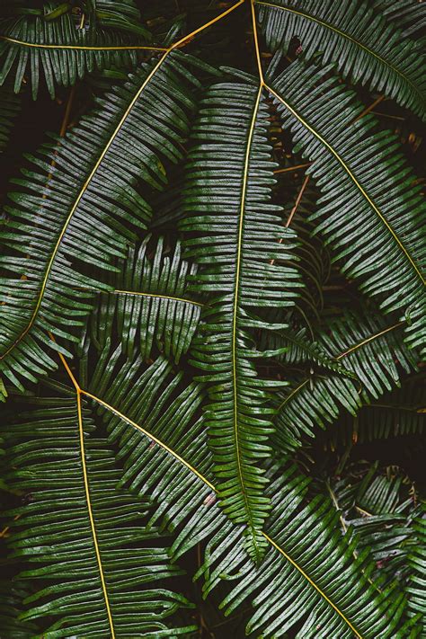 Fern Leaves Plant Green Macro Hd Phone Wallpaper Peakpx