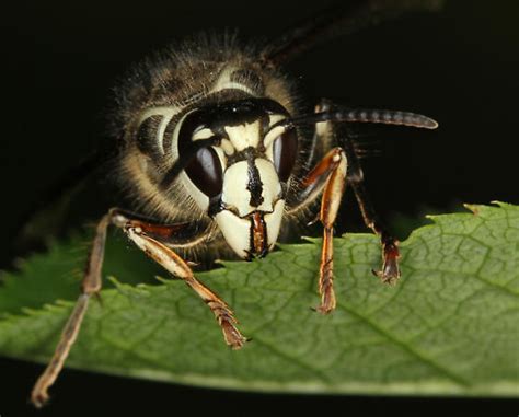 Baldfaced Hornet Dolichovespula Maculata Bugguidenet