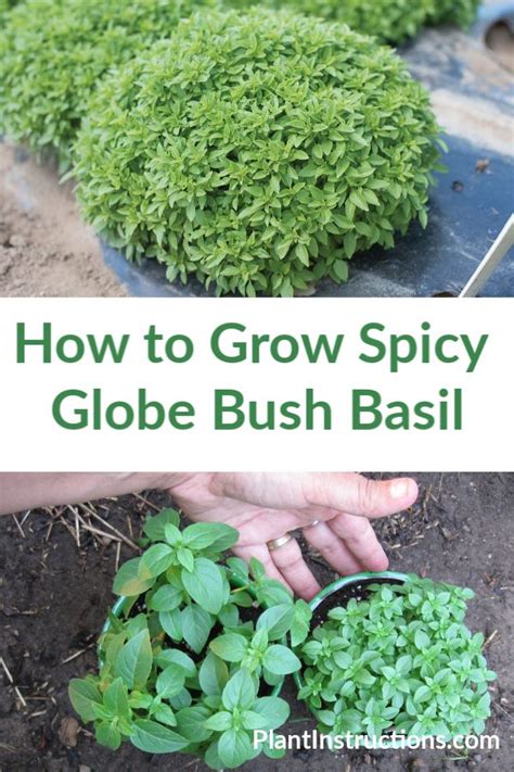 How To Grow Spicy Globe Bush Basil Basil Plant Edible Wild Plants