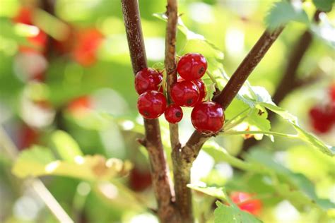 Baum und Strauch mit roten Beeren: 16 Arten - Gartenlexikon.de