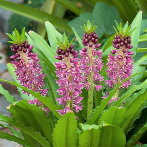 Eucomis Aloha Leia Hybrid Dwarf Pink Pineapple Lily Bulbs Easy To