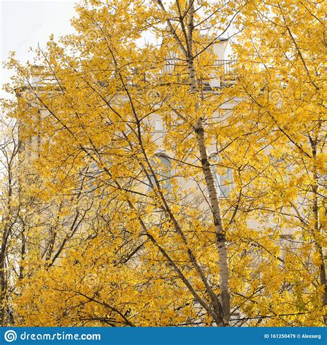 Golden Birch Trees In Autumn Stock Image Image Of Autumn Yellow