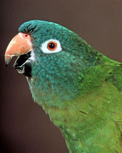 Blue Crowned Conure Photograph By Larry Allan
