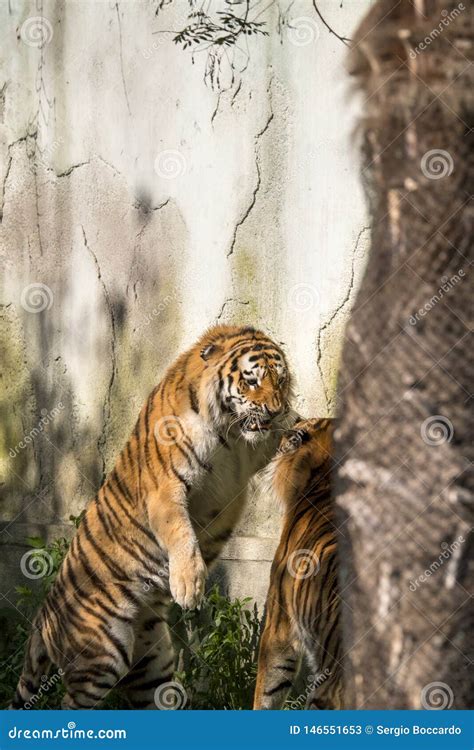 Two Tigers Fight In A Zoo Stock Image Image Of Aggressiveness 146551653