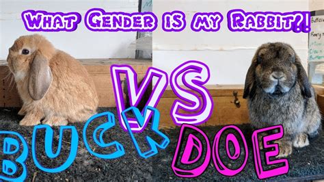 Whats My Rabbits Gender Rabbit Gender In Babies And Adults