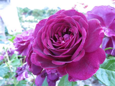 Hedging Rose Floribunda Twilight Zone 175mm Pot Dawsons Garden World