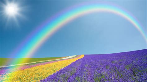 Rainbow And Colorful Flowers Field In Background Of Blue Sky And Sun 4k