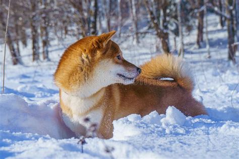 The Shiba Inu Japanese Dog Plays In The Snow In Winter Stock Image