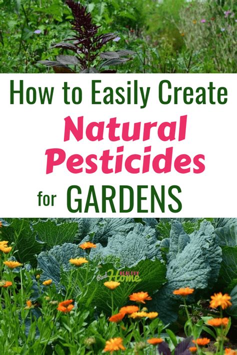 How To Create 9 Easy Natural Pesticides For Gardens Real Healthy Home