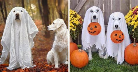 13 Adorable Dogs In Ghost Costumes Bored Panda