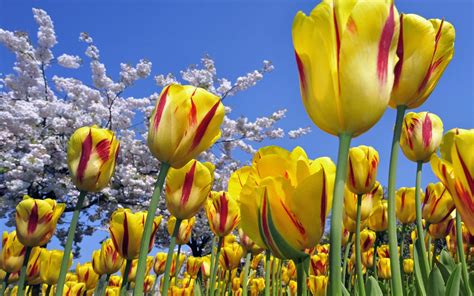 10 Greatest Spring Wallpaper Yellow You Can Save It Free Aesthetic Arena