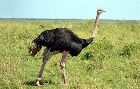 Interesting Facts About Ostriches Random Fun Facts