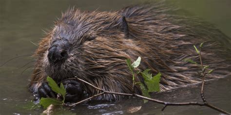 How Beavers Boost Stream Flows The National Wildlife Federation Blog