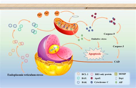 Frontiers Regulation Of Mitochondrial Dysfunction Induced Cell