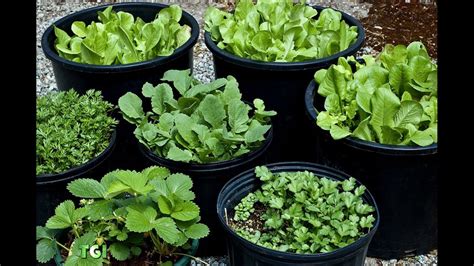 75 Vegetable Container Garden Ideas Gardening Chronicle
