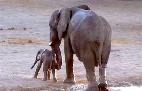 Baby doesn't slip down like in most other baby bath tubs. This Baby Elephant Doesn't Want to Finish Bath Time - Joy ...